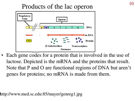 Ppt Molecular Genetics Of Bacteria Powerpoint Presentation Free