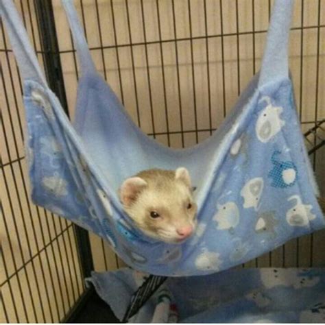 Ferret/Rat Hammock Patterns Available by SmallPawKrafts on Etsy