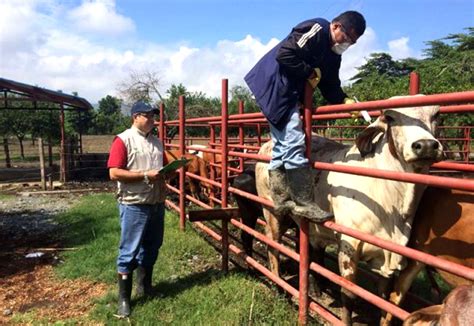 EMPLEADOS PARA FINCA GANADERA 2 VACANTES DISPONIBLES