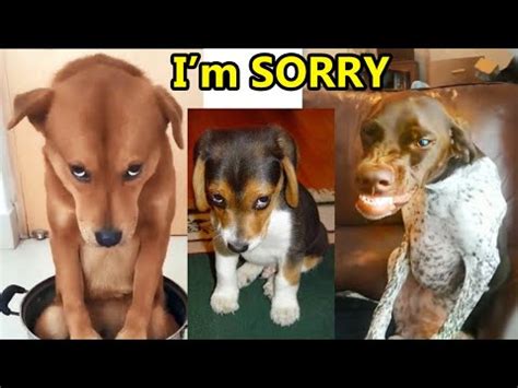 Guilty DOG Face Reaction - Guilty Dogs Video Compilation 2020 - Best ...