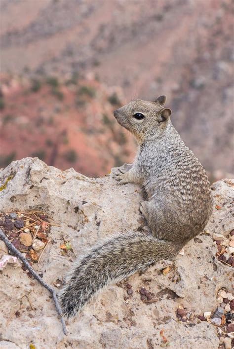 Squirrel In The Grand Canyon Stock Photo Image Of Rock Panoramic