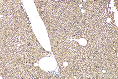 Pofut Antibody Ap Proteintech