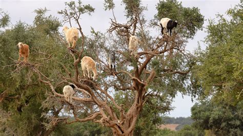 Goats In Trees Wallpaper