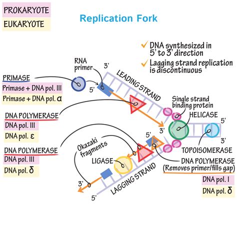 19 Dna Replication Process In Eukaryotes Ideas Memepaper