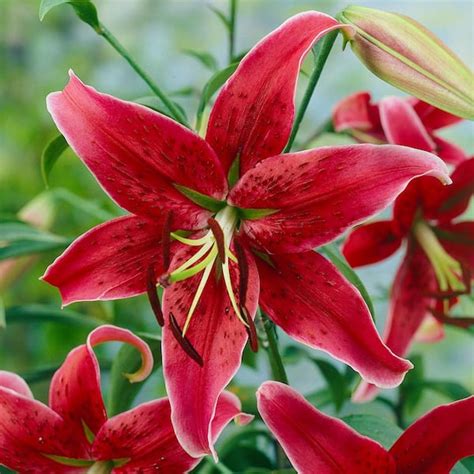 Van Zyverden Lilies Premium Ot Hybrid Miss Feya Set Of Mammoth Bulbs