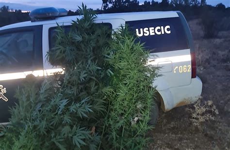 Detienen A Dos Personas Relacionadas Con El Cultivo De Marihuana En