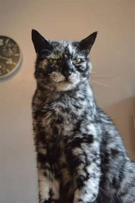 The Cat With Vitiligo - 19 Year old Scrappy Used To Be A Black Cat! in ...