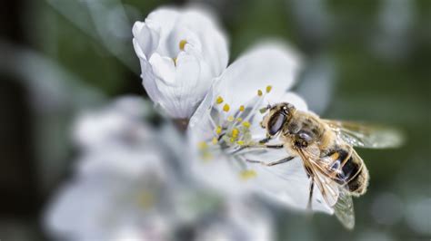 Free Images Nature Blossom Plant Petal Pollen Spring Botany