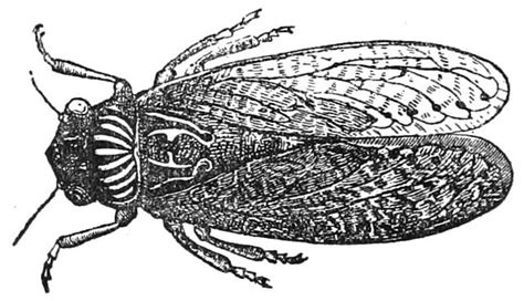 On The Symbolism Of The Cicada: The Poet and the Song (Short #1) – DREAMCICADAS