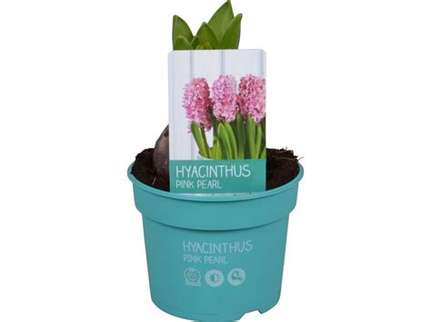 Hyazinthe Diamond Collection Rosa Topf Ca Cm Hyacinthus Kaufen