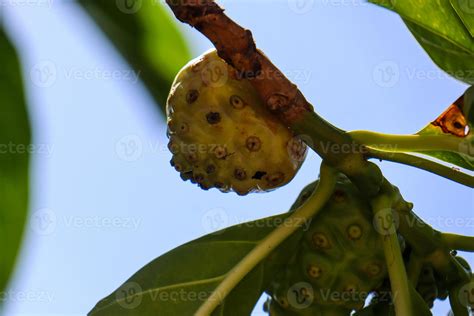 Buah Mengkudu Or Noni Fruit Morinda Citrifolia It Is Also Known As Big