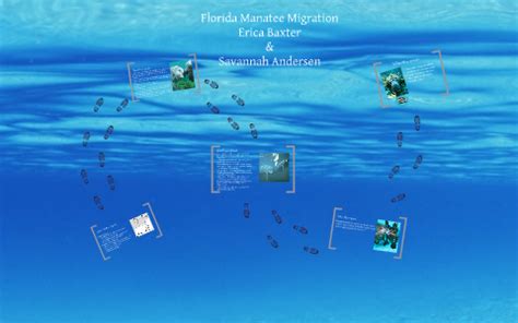 Manatee Migration by Savannah Andersen on Prezi