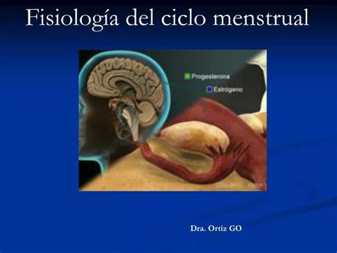 Ppt Fisiolog A Del Ciclo Menstrual Powerpoint Presentation Free