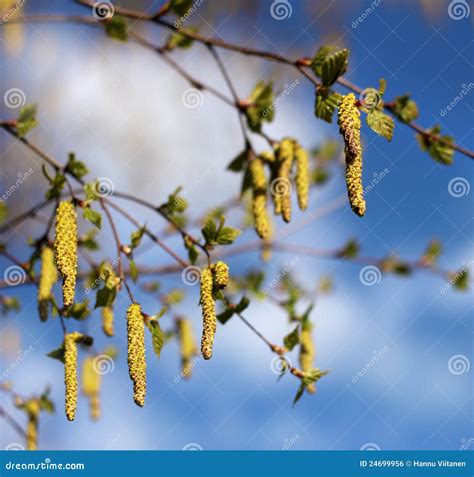 tree catkins 1
