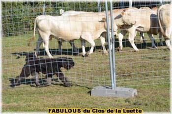 Bouvier Des Flandres Nationale D Elevage Du Bouvier Des Flandres 2011