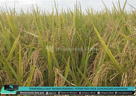 Terkendala Saat Musim Kemarau Petani Padi Desa Gunungsari Harapkan