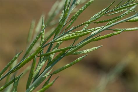 How to Save Mustard Green Seeds for Planting | Gardener's Path