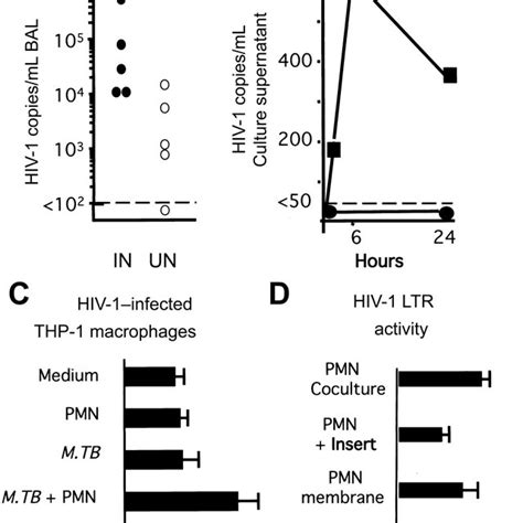 Requirement Of Polymorphonuclear Neutrophil PMN Activation And