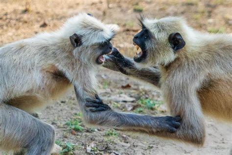 Spielerisches Kr Ftemessen Bei Den Hanuman Languren Benny Rebel