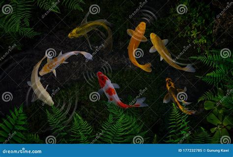 Koi Fish Pond With Lotus Flowers Stock Image Image Of Flooring