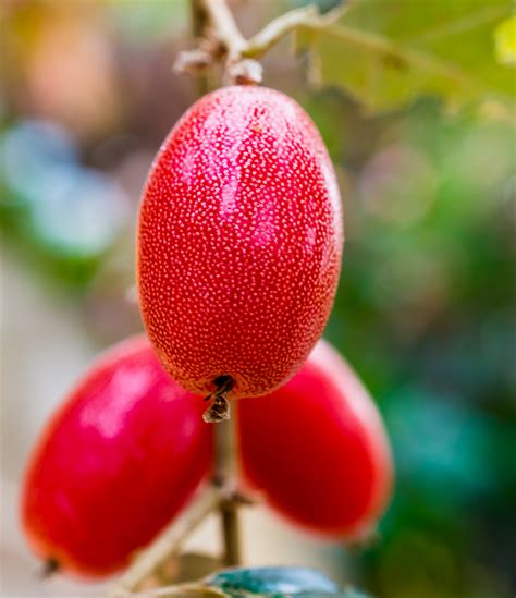 Kostenlose Foto Fotografie Frucht Blume Bl Tenblatt Lebensmittel