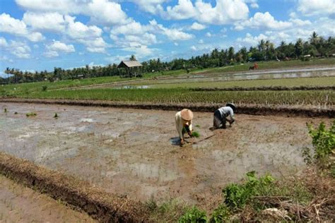 Musim Tanam Kedua Petani Jangan Fokus Tanam Padi