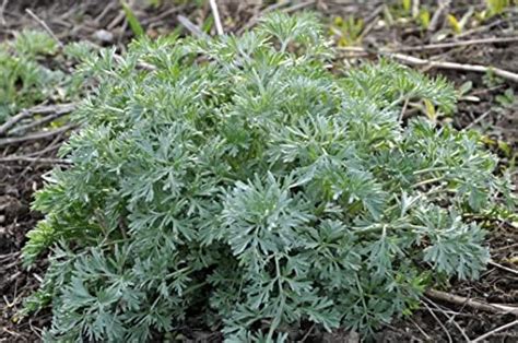 Amazon.com : 200 Wormwood Seeds Artemisia Absinthium Good Germination : Tree Plants : Patio ...