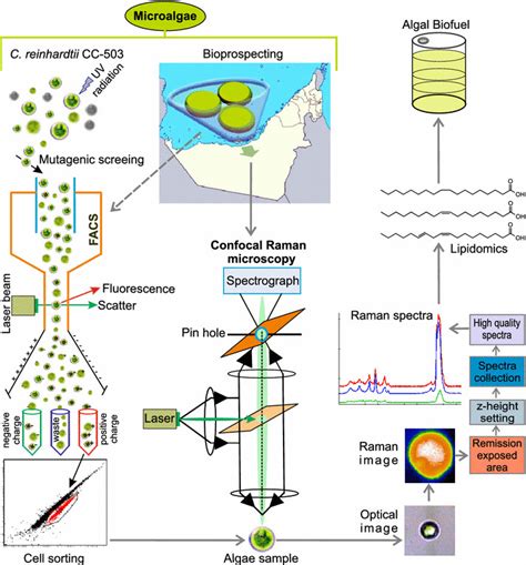 The Workflow Employed In Lipid Characterization Of Microalgae