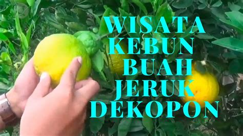 WA 0877 4209 2475 Jual Bibit Jeruk Siam Madu Lemon Dekopon Siam Banjar