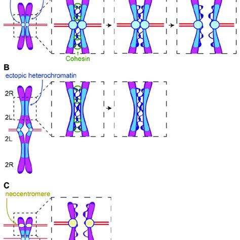 Pericentric Heterochromatin And Centromeres Balance Binding And Pulling