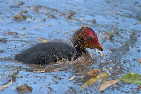 Baby Coot Fulica Atra Foulque Macroule Eurasian Coot Olivier