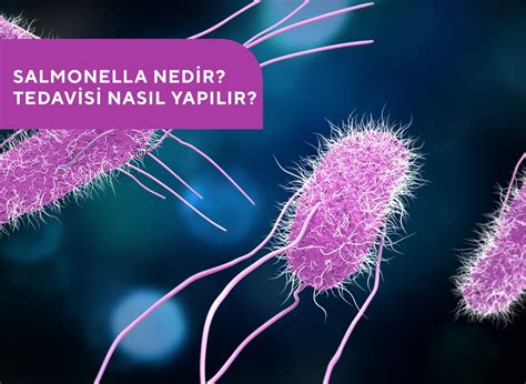 Salmonella Nedir Tedavisi Nasıl Yapılır Mücteba Gündüz