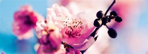 Sakura Sherry Blossoms Facebook Cover Facebook Cover Photos Cover Photos