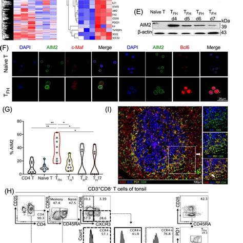 Absent In Melanoma 2 AIM2 Regulates T Follicular Helper TFH Cell