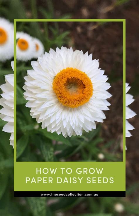 How to Grow Paper Daisy Seeds | The Seed Collection in 2024 | Paper ...