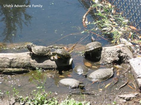 Willow Park Zoo in Logan