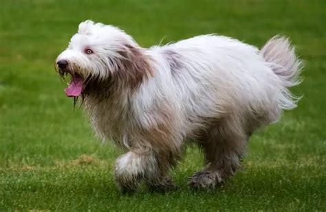 Bearded Collie Description Energy Level Health Interesting Facts