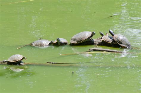 A Walk in Central Park | Focusing on Wildlife