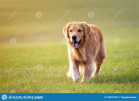 Un Perro Recuperador De Oro Adulto En El Parque Imagen De Archivo