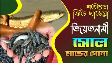 দেশি ও ভিয়েত শোল মাছের পোনা চাষ পদ্ধতি কোথায় পাওয়া যায়