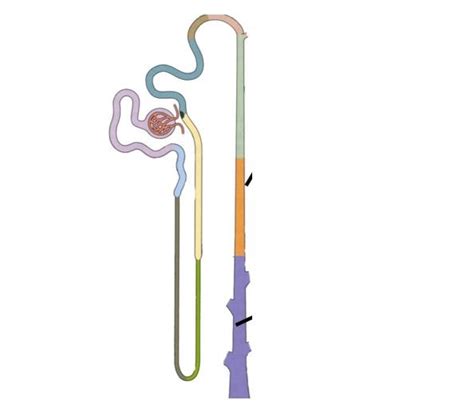 MD123: Nephron Tubules Diagram | Quizlet