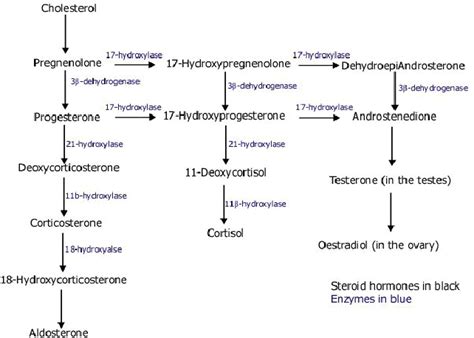 Figure 1 From Is Congenital Adrenal Hyperplasia Due To 21 Hydroxylase