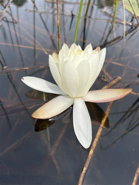 Nymphaea odorata odorata in April 2023 by Alan Weakley · iNaturalist