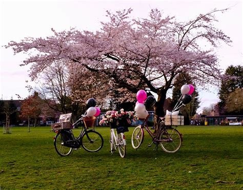 Bicycle Cargo Straps Blooms Bicycles