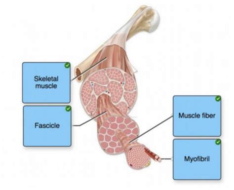 Ch Muscle Tissue Ch Axial Muscles Flashcards Quizlet