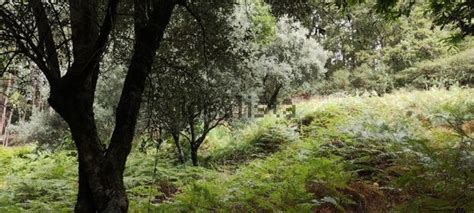 Terreno Venda Em Serdedelo Ponte De Lima Idealista