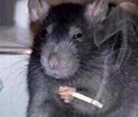 Random Rat smoking : r/MemeRestoration