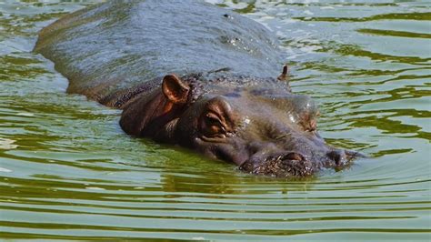 Premium Photo | A hippo swimming in a pond