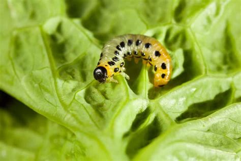 Do Caterpillars Eat Lettuce Insects Planet