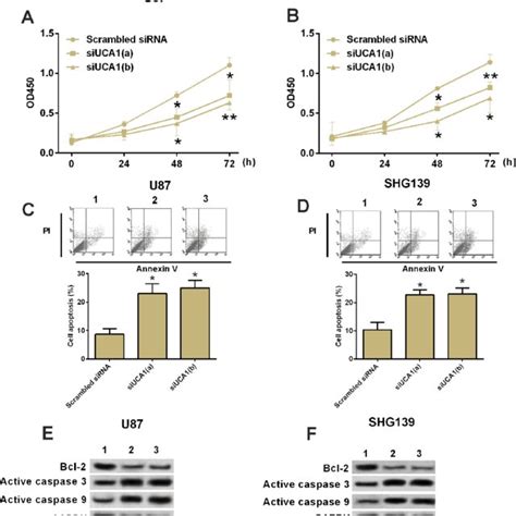 Knock Down Of Uca Inhibited Cell Growth And Increased Apoptotic Rate